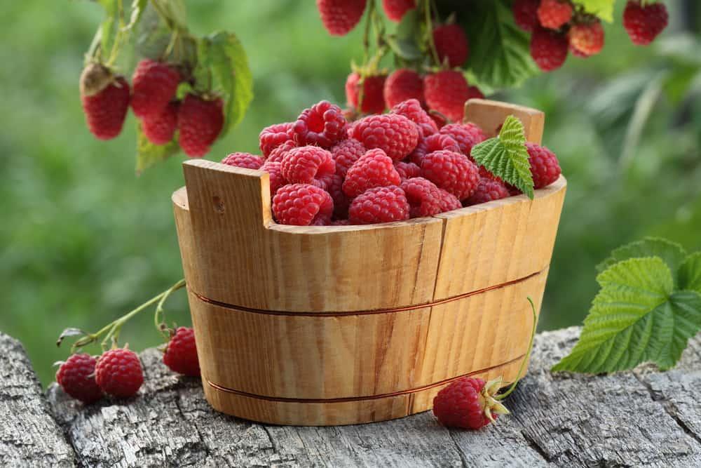 Raspberry basket near raspberry bush
