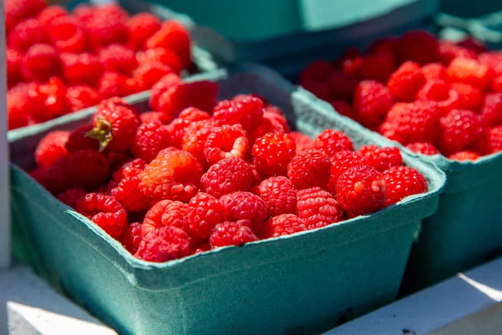 Raspberry u-pick, freshly picked raspberries at the pick your own farm