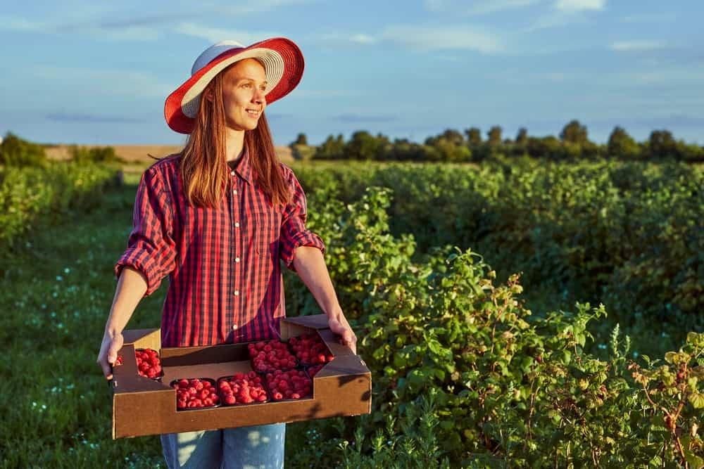 Female Farmer harvesting raspberry on the field