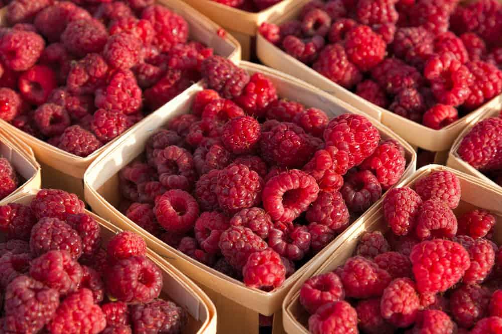 Red raspberries in boxes at local farm market.