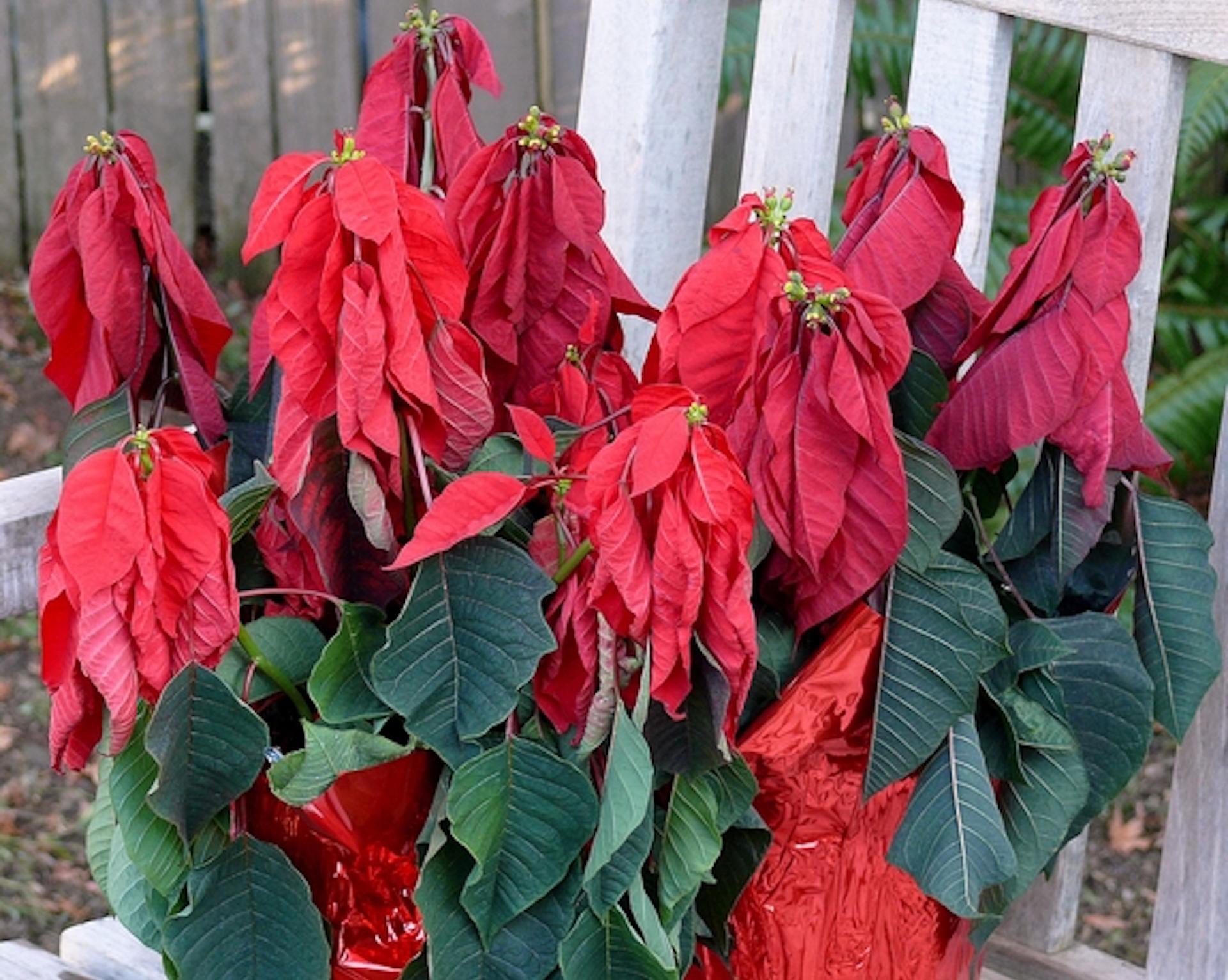 Severely wilted poinsettia