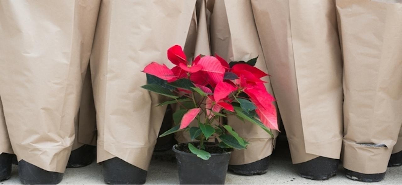 Red poinsettia with other pots wrapped in paper sleeves for cold protection.