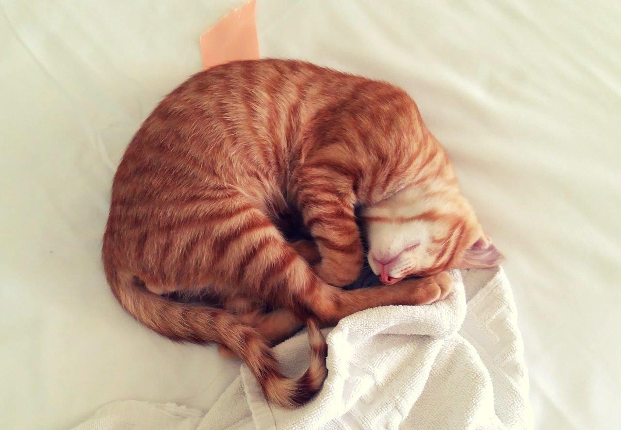 A Greek cat curled up on a bed