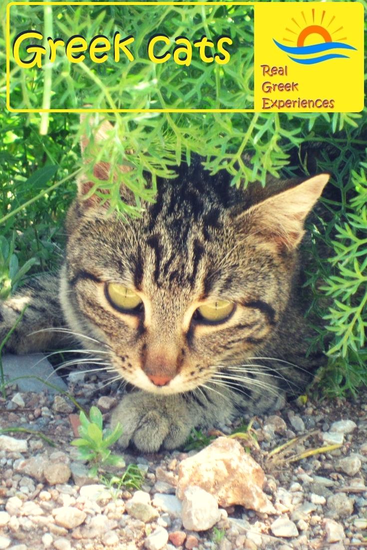 Greek cats: Everyone that visits Greece ends up with a cat photo sooner or later! Greek cats are everywhere. Find out why in this insight into cats in Greece, facts, photos and more!