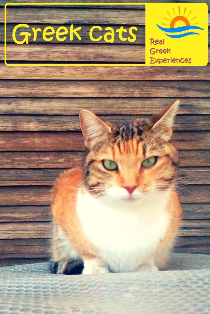 Cats in Greece: Everyone that visits Greece ends up with a cat photo sooner or later! Greek cats are everywhere. Find out why in this insight into cats in Greece, facts, photos and more!