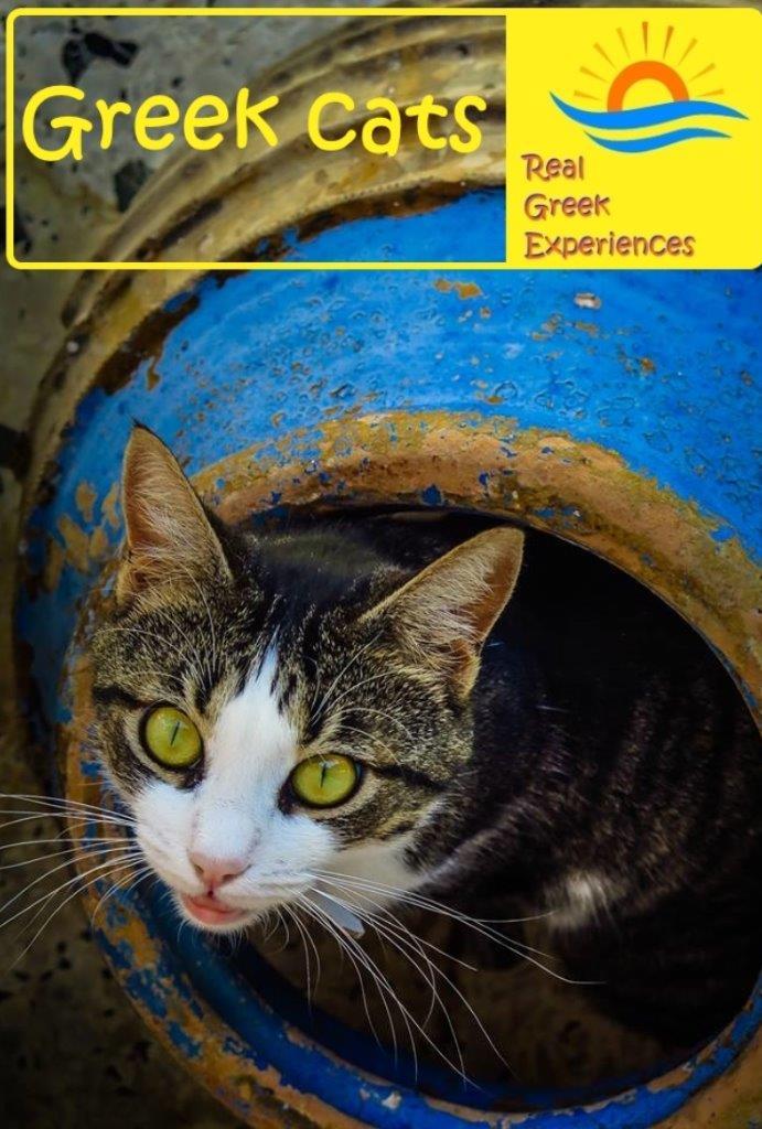 Cats in Greece facts: Everyone that visits Greece ends up with a cat photo sooner or later! Greek cats are everywhere. Find out why in this insight into cats in Greece, facts, photos and more!