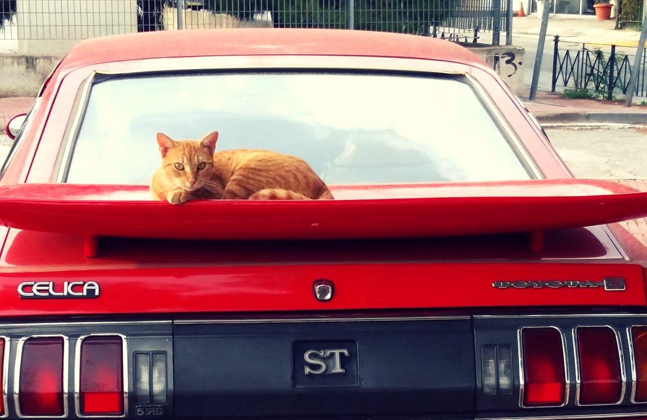 Greek cat in Athens