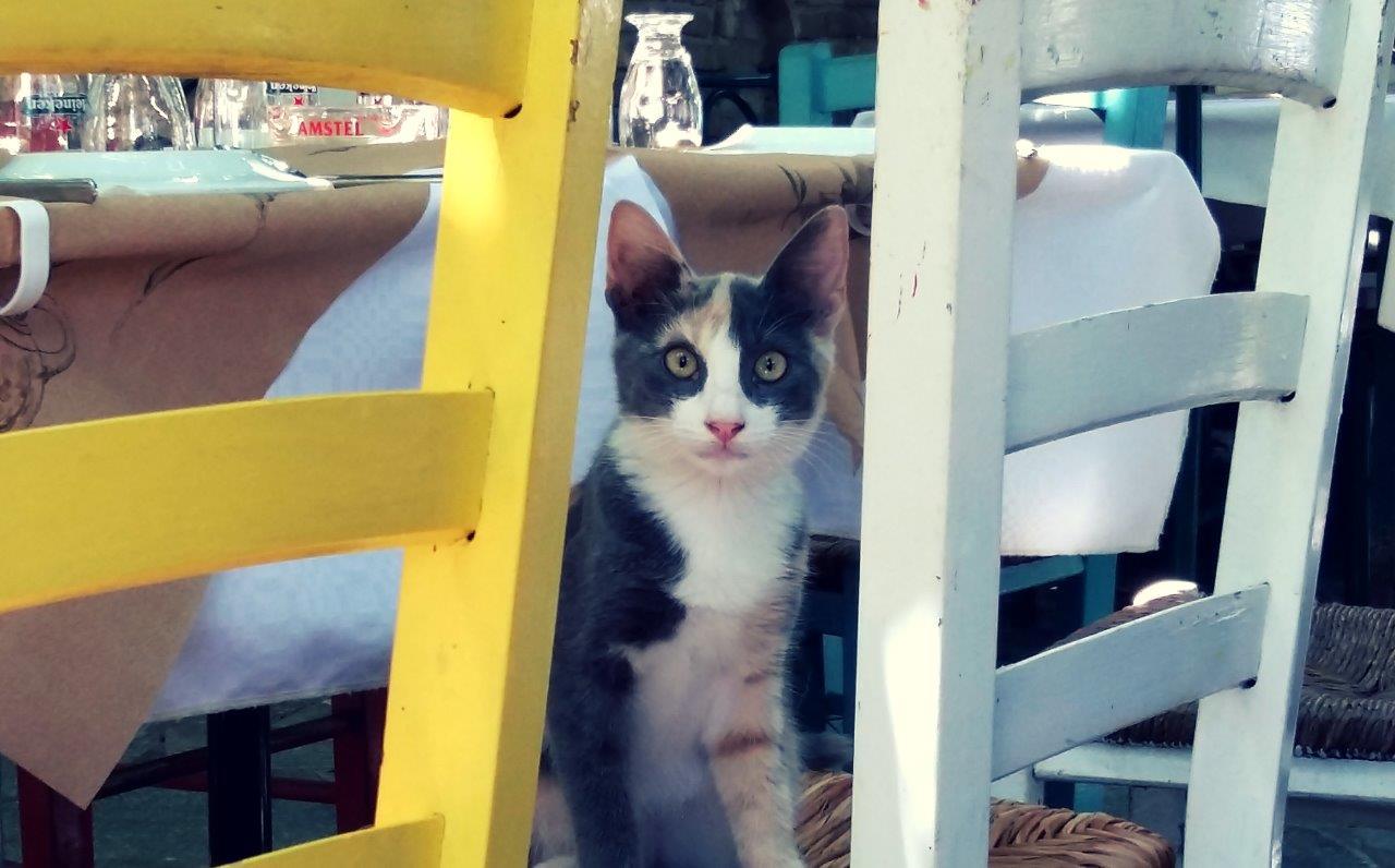 One of the coolest cats in Greece!