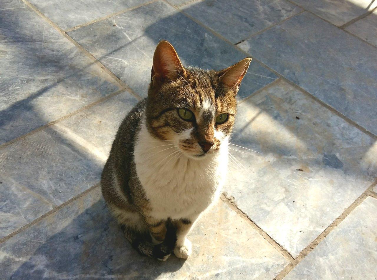 A Greek cat waiting for food