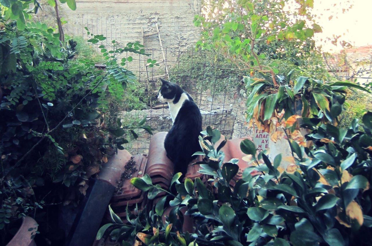 Black and white Greek cat