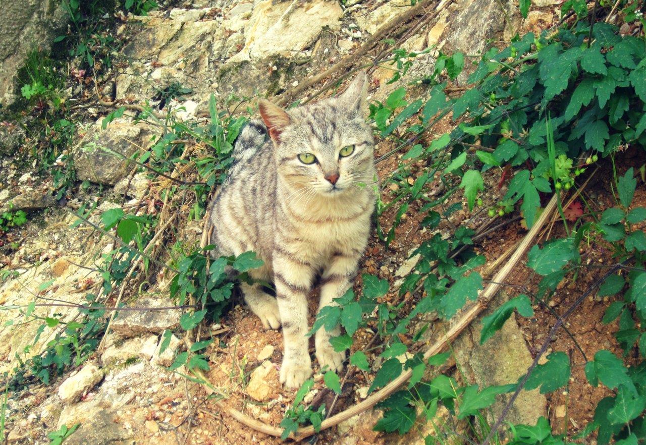 A Greek cat in nature