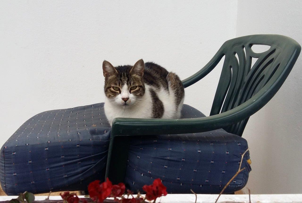 A Greek cat sitting on a chair in Athens