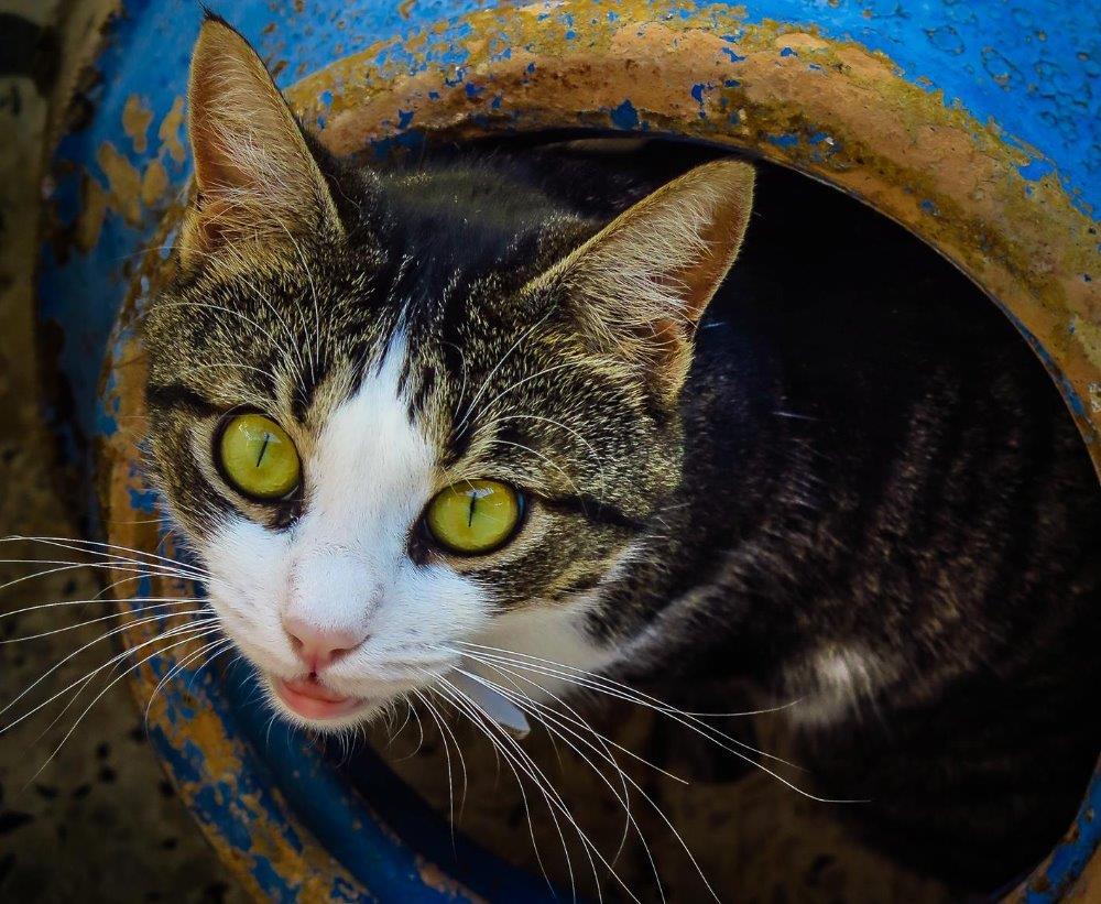 Amazing Greek cat