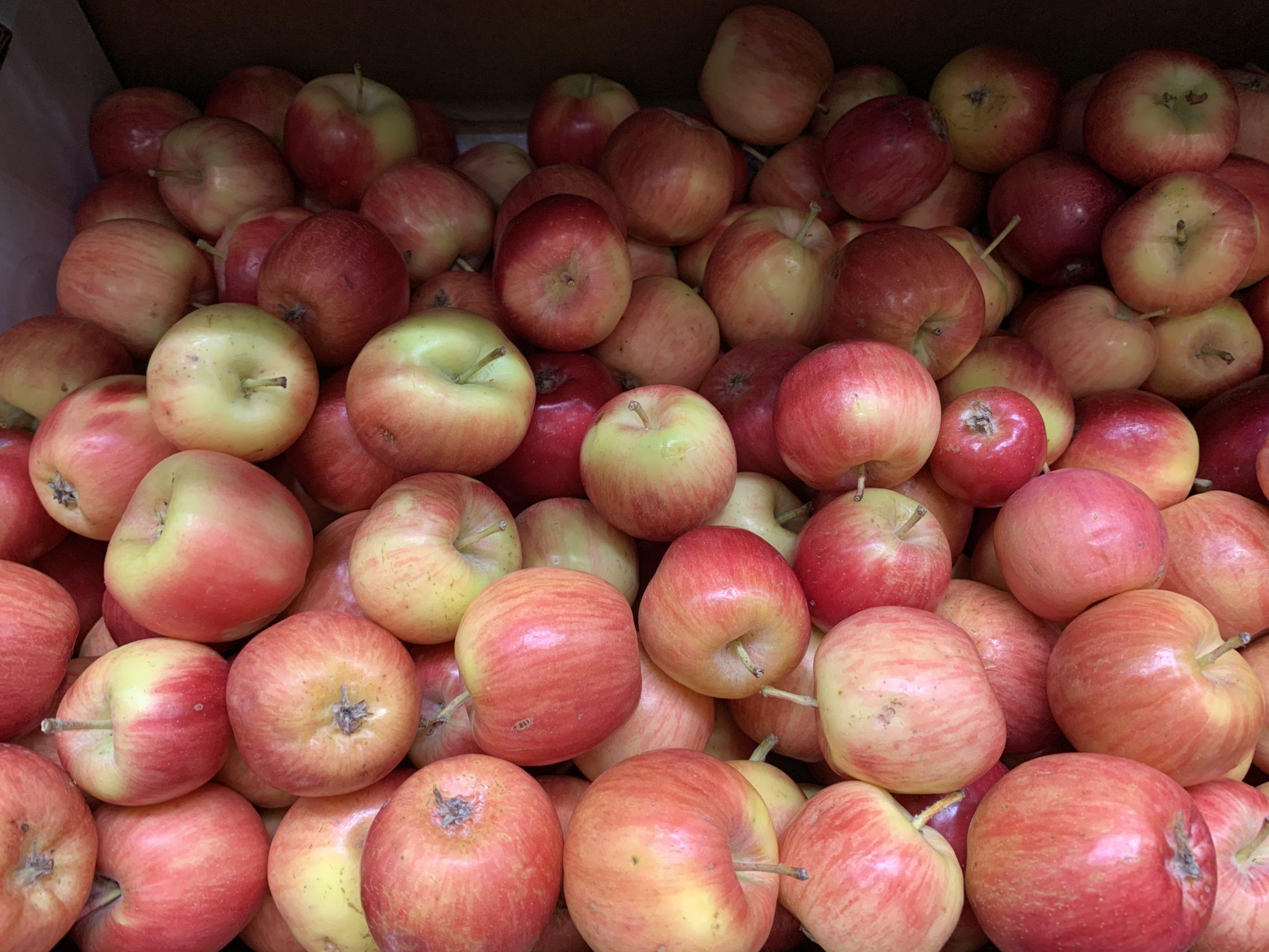 Organic Crimson Apples IMG_9833