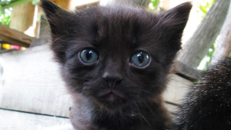 Black kitten with blue eyes