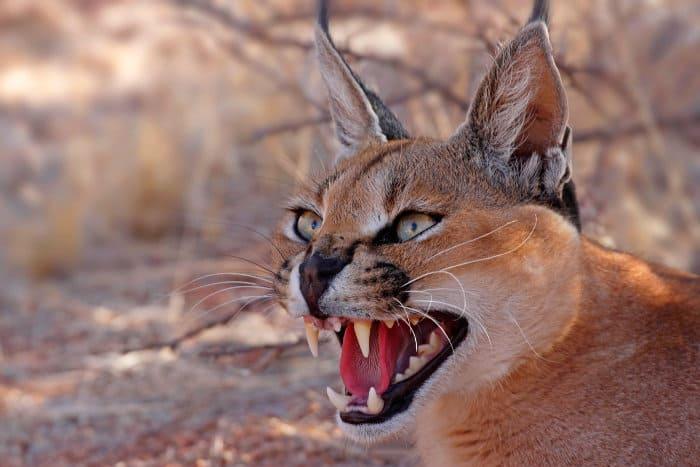 Caracal hissing, Namibia