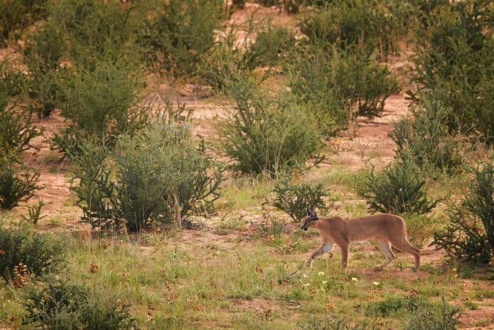 Caracal exploring the wilderness, in Kgalagadi