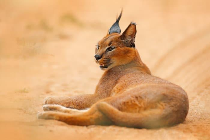 Caracal relaxing on a sandy road in Etosha, Namibia