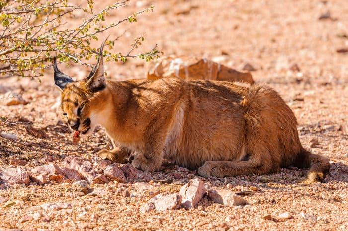 Caracal eating a piece of raw meat