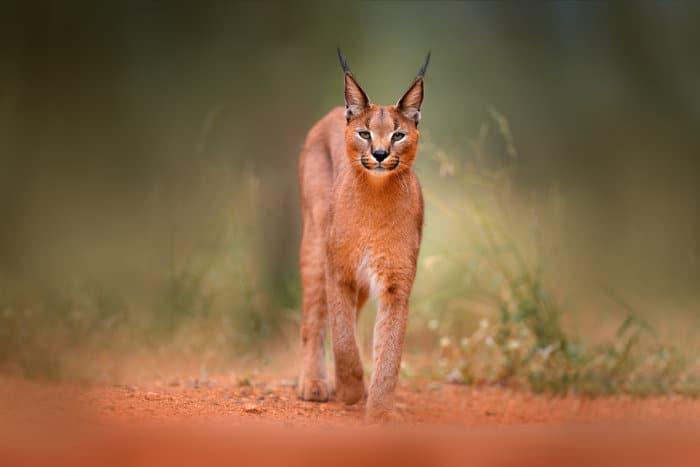 Caracal portrait on gravel road