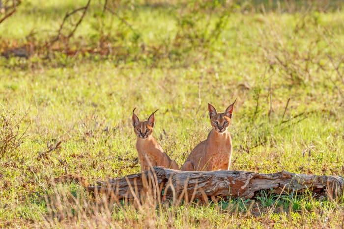 Adult caracal and young staring at the camera from behind a log, in Samburu National Reserve