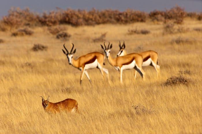 Caracal and springbok in Etosha, Namibia