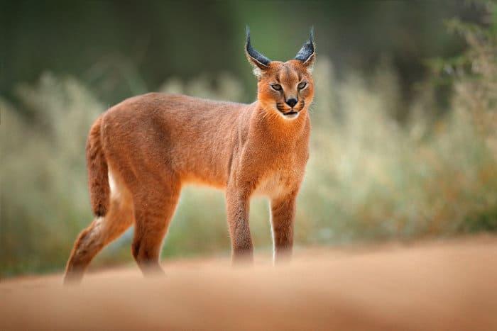 Caracal cat on gravel road