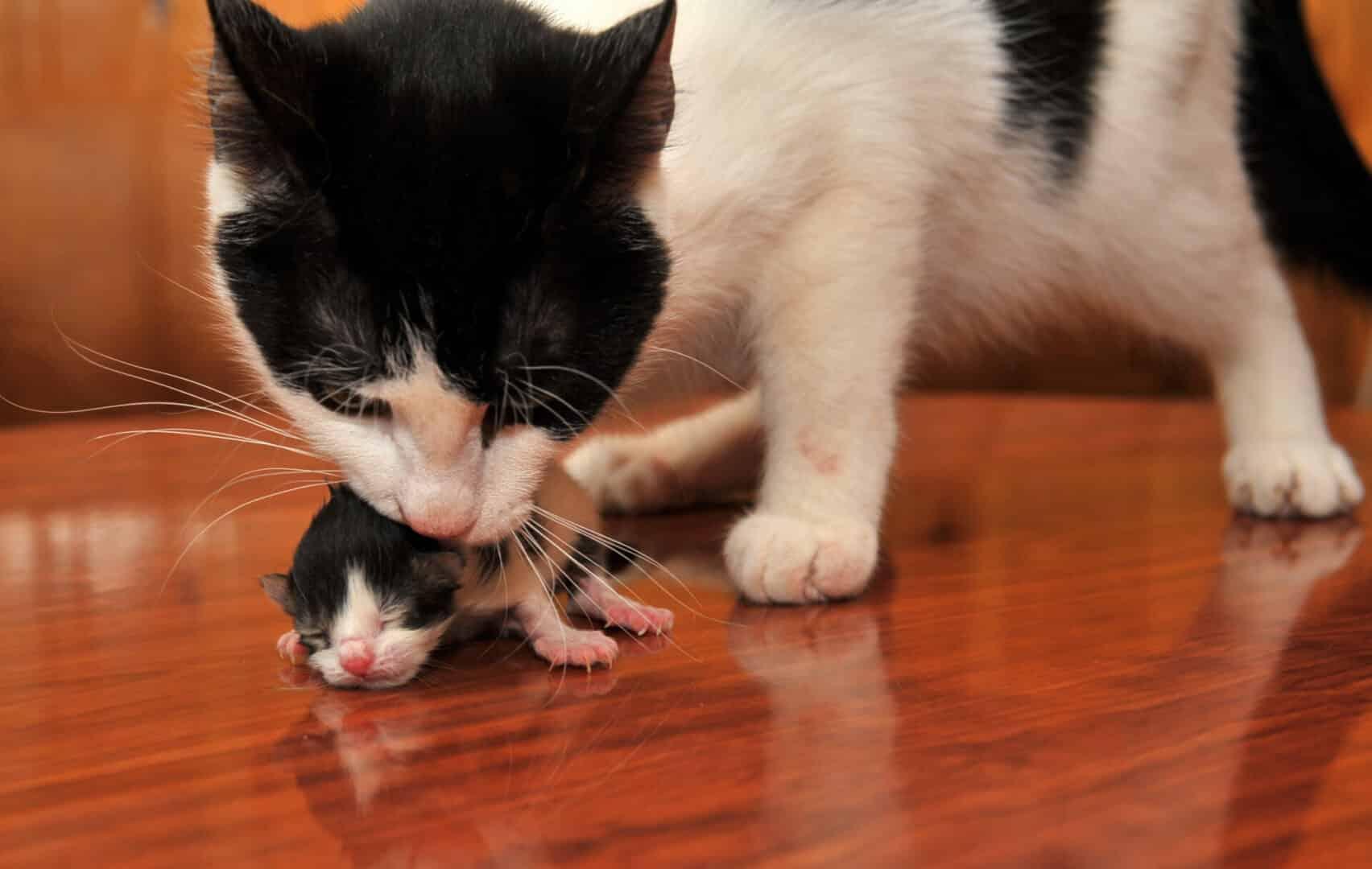 why do cats abandon their kittens?