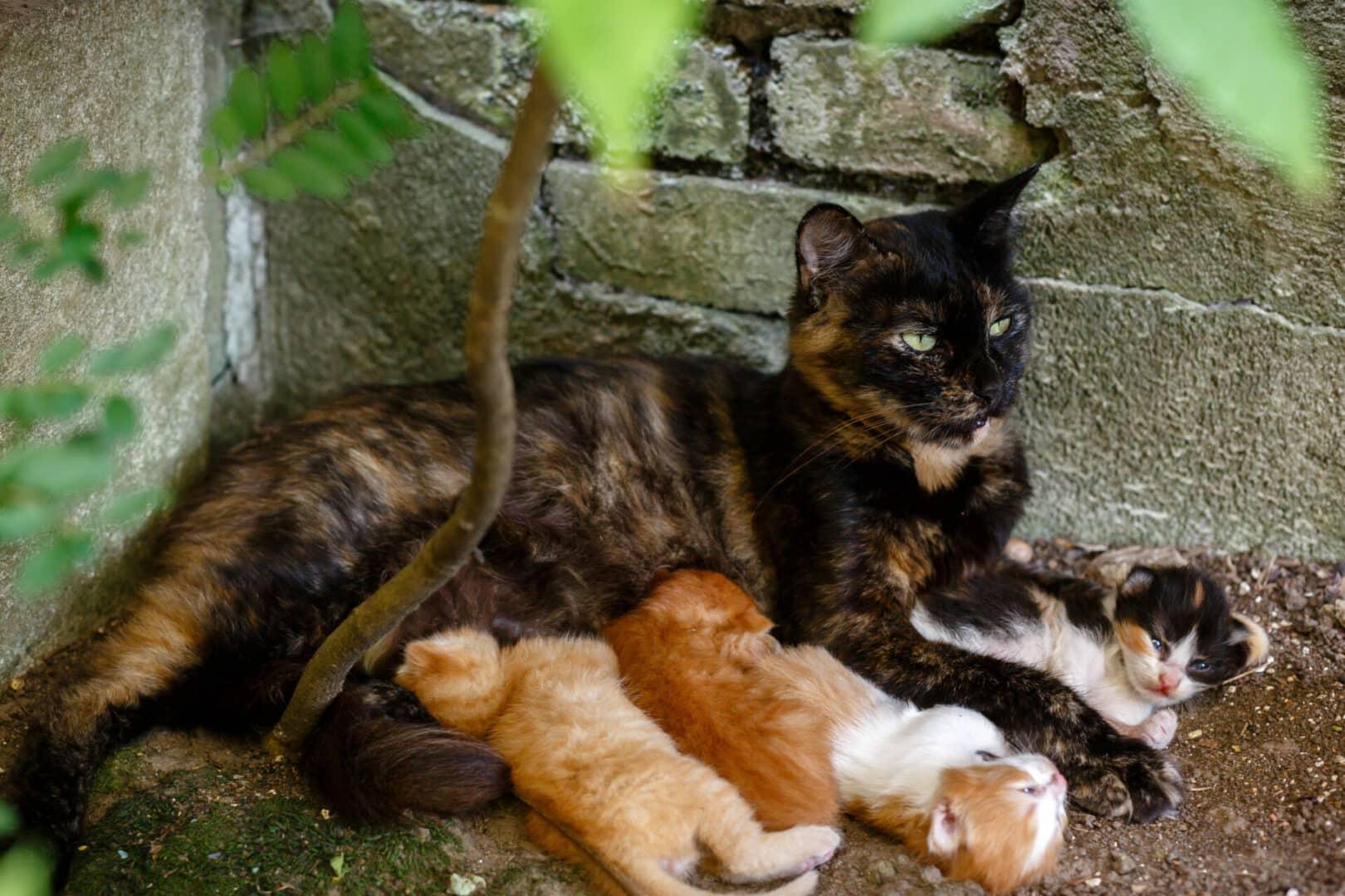 why do feral cats abandon their kittens