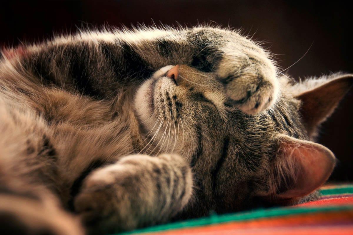 Tabby cat asleep with its paw over its eye.