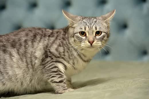 Gray striped young cat with airplane ears crouched on a cushion