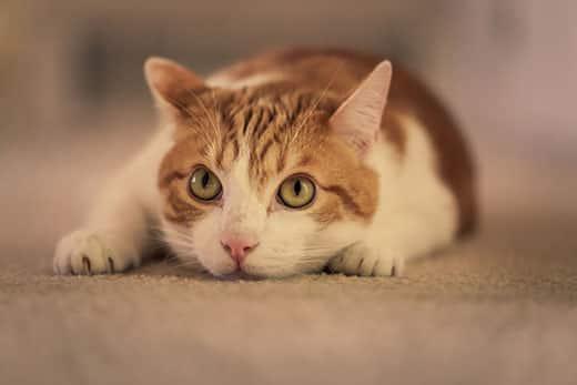 Orange and white cat with ears pointed in different directions laying with head down facing forward.