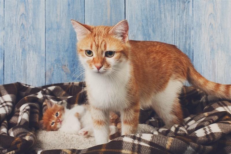 Do mother cats experience maternal behavior problems