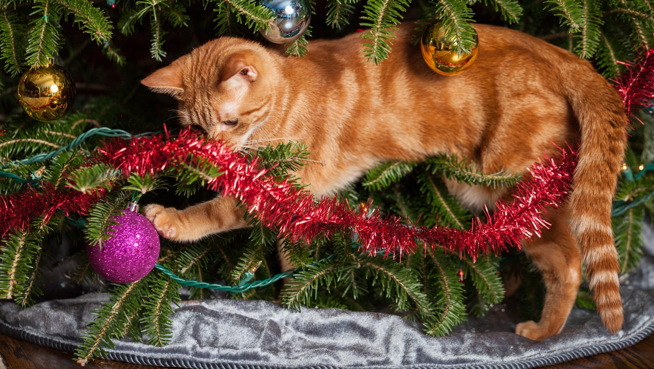 A common Yuletide cat-owner complaint: Cats climbing trees, knocking off ornaments and even tipping trees over. But some cat owners have an even messier problem when it comes to their felines and Christmas trees.
