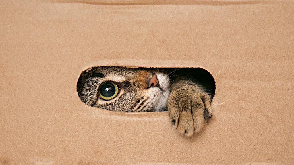 Cat playing in a cardboard box