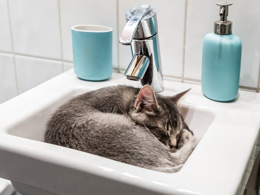 Cat sleeping in a sink