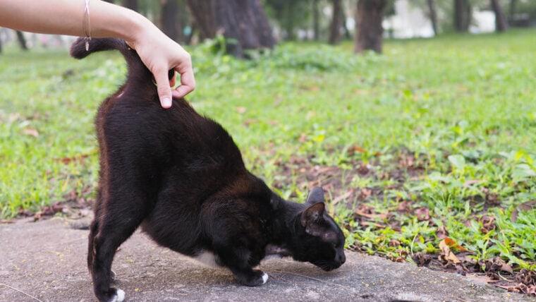 black cat enjoying when owner scratch at the base of his tail.the cat