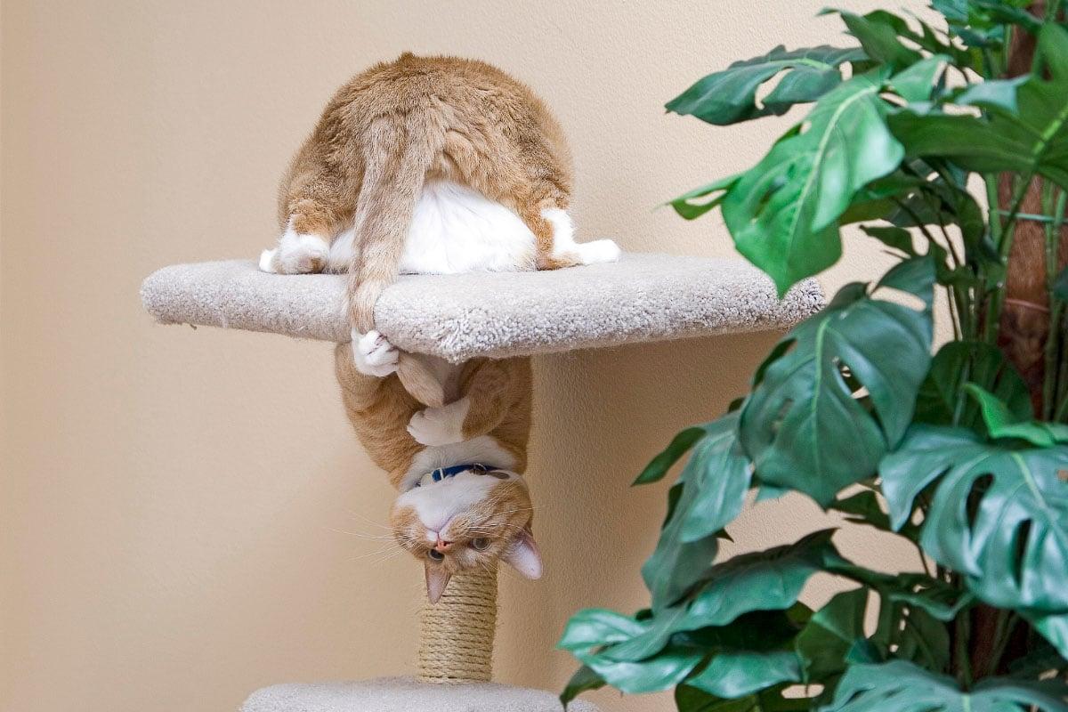 Ginger cat upside down on a scratching tree why do cats chase their tails