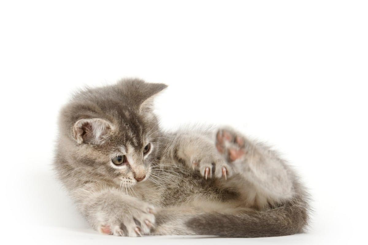 grey kitten curled up looking at its tail why do cats chase their tails
