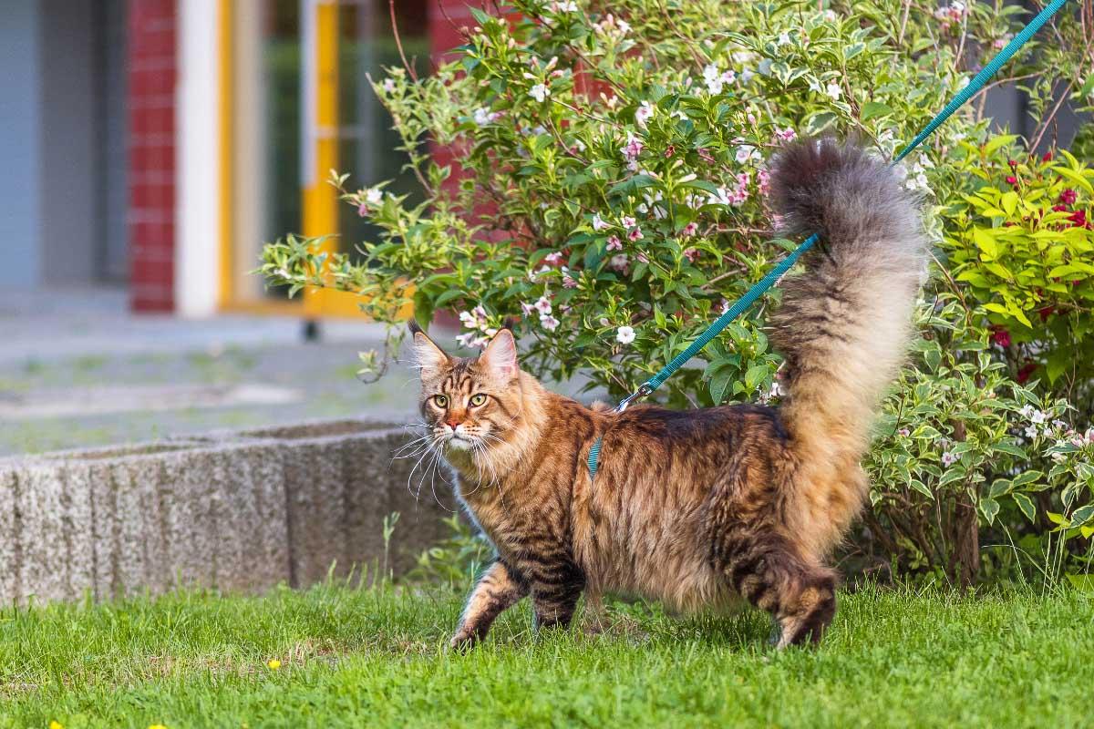 ginger tabby with very fluffy tail outside on a lead