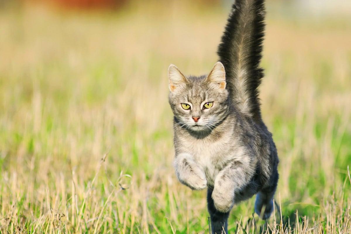 grey cat jumps through grass with tail in the air