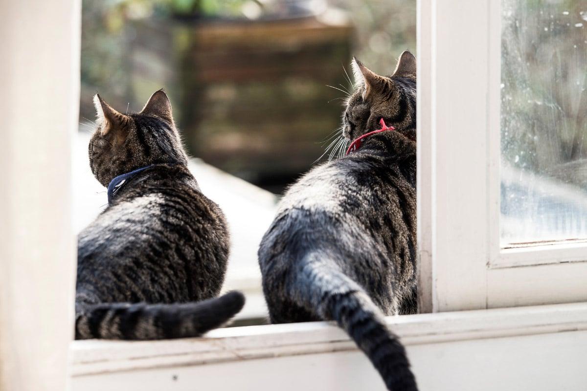 Two tabby cats sit in a window sill seen from behind