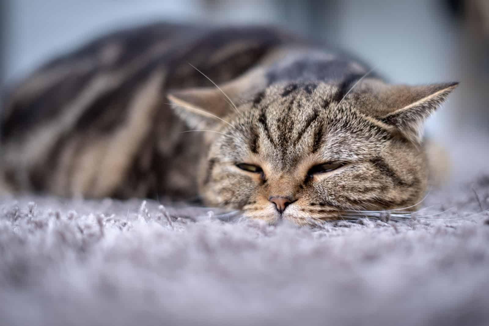 Sick cat medicines for sick pills spilling out of bottle