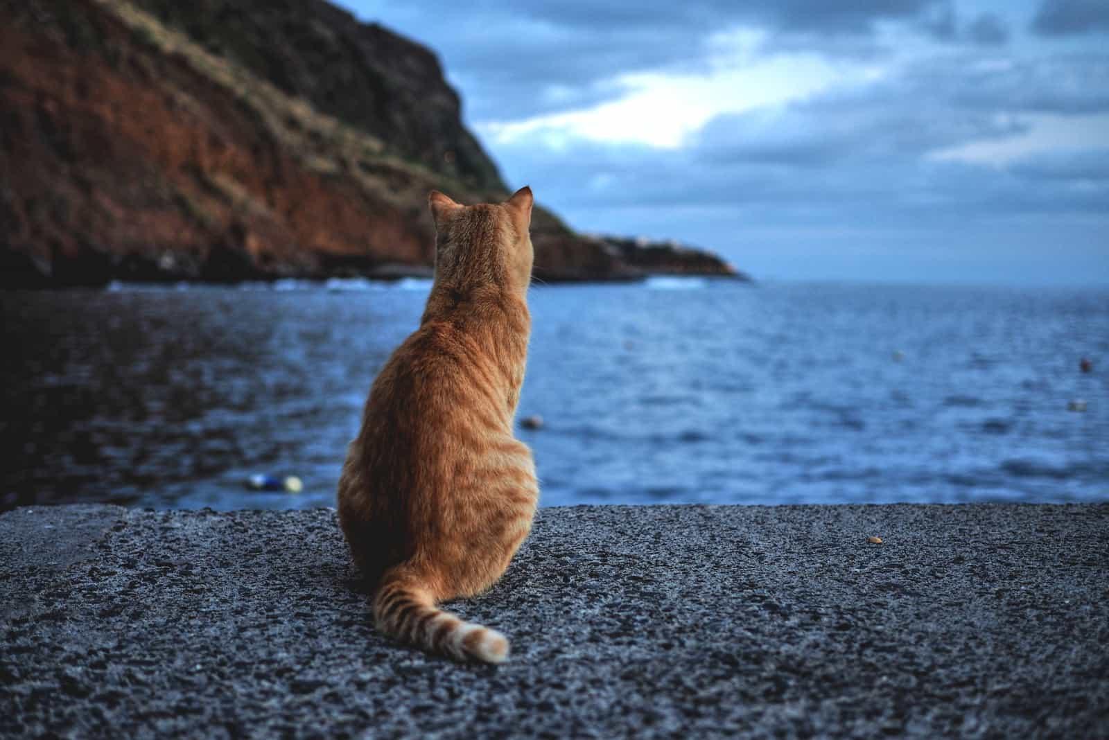 cat in a harbour