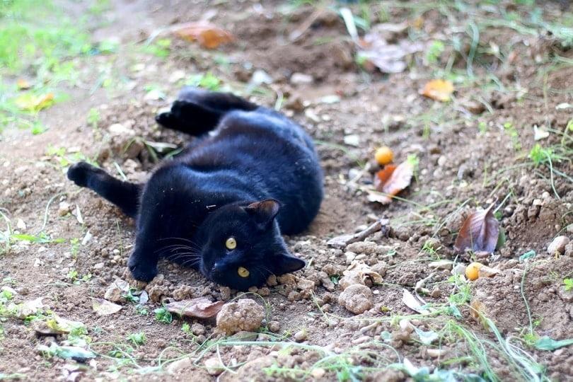 Black-cat-rolling-and-playing-in-the-garden_Jelena990_shutterstock