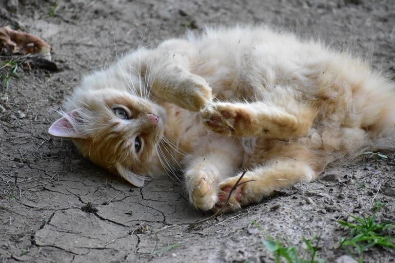 Orange-maine-coon-cat-playing-in-the-dirt_Michael-E-Hall_shutterstock