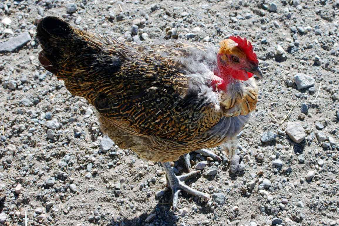 How to Choose the Right Grit for chicken