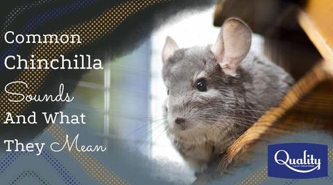Common Chinchilla Sounds and What They Mean Image