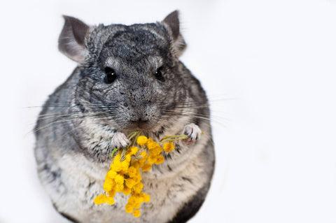 Chinchilla chewing yellow flowers Image