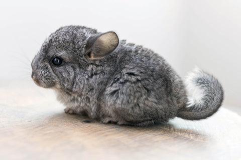 Baby chinchilla Image